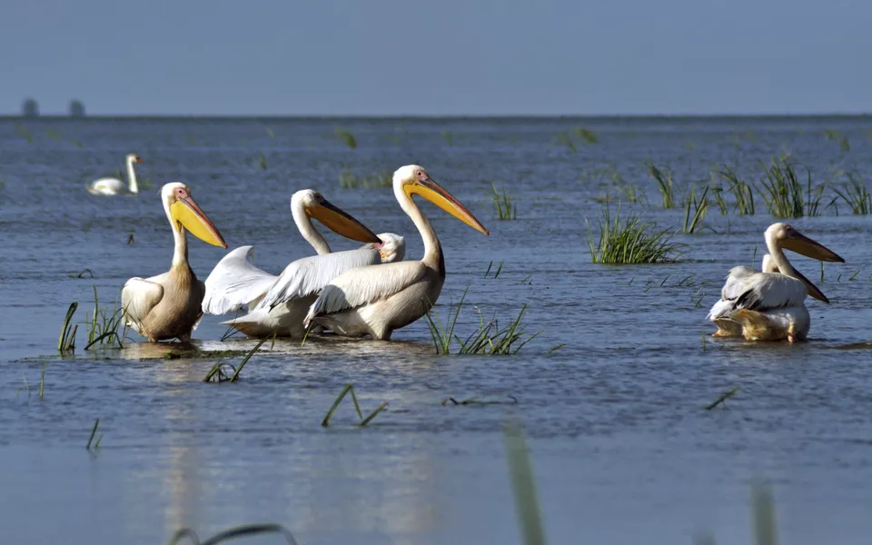 Pelikangruppe im Donaudelta - © salajean - Fotolia