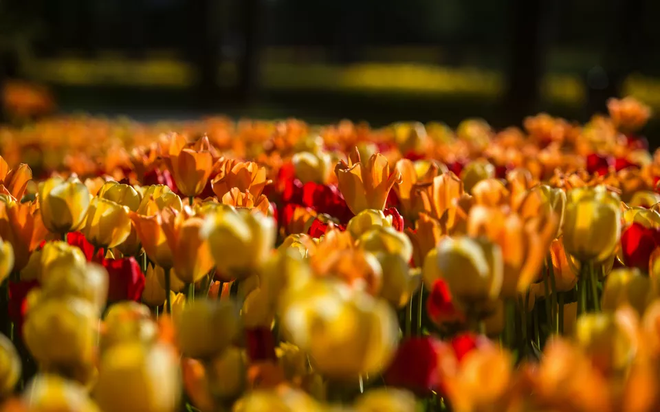 Tulpenfeld im Arboretum Vol?ji Potok - © Matic ?tojs Lomov?ek - stock.adobe.com