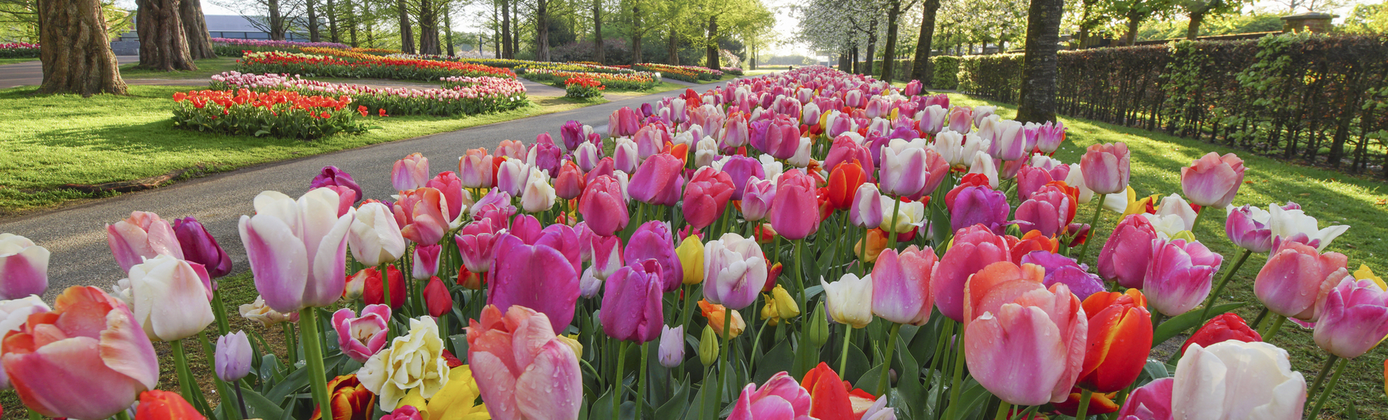 Keukenhof - © 