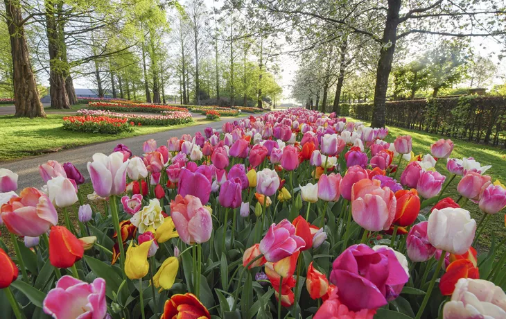 Keukenhof - © 