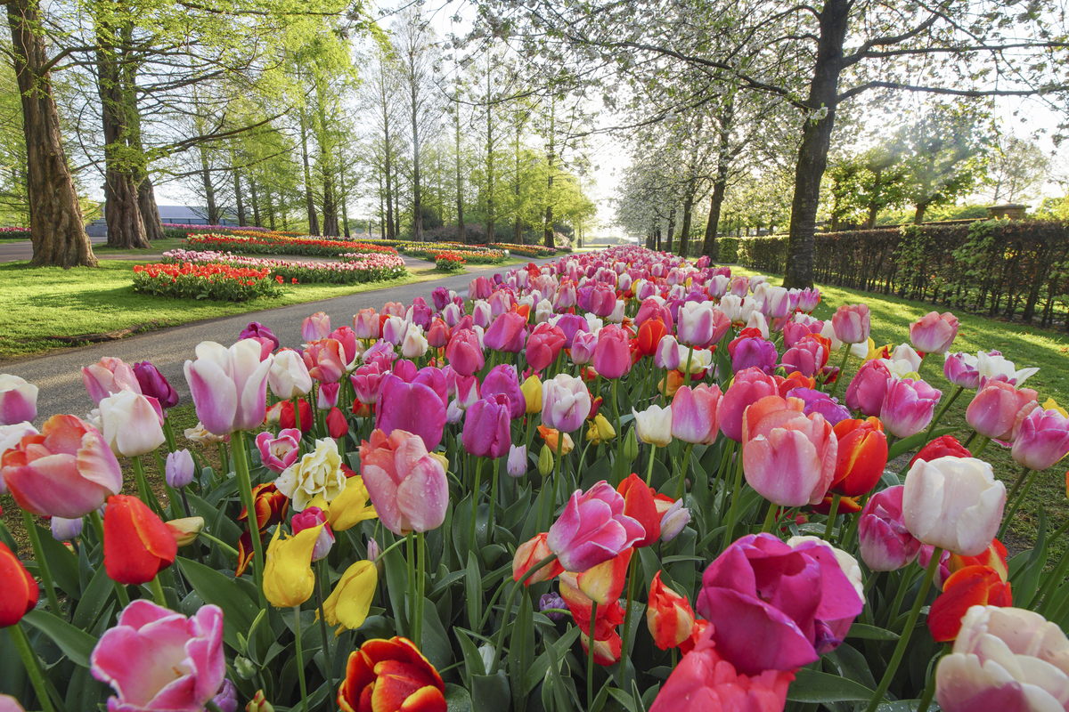 Keukenhof - © 