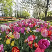 Keukenhof