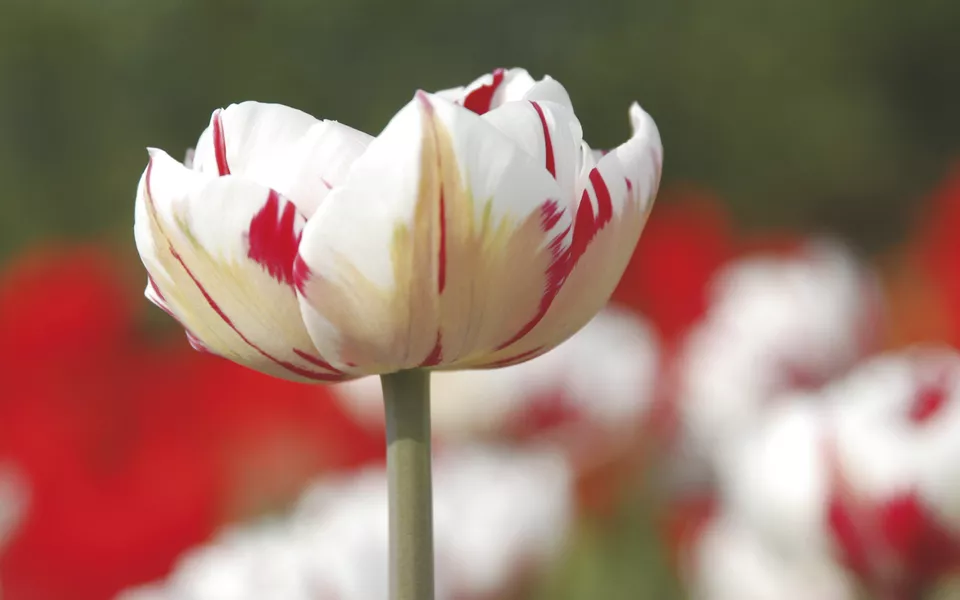 Tulpe im Keukenhof - © 