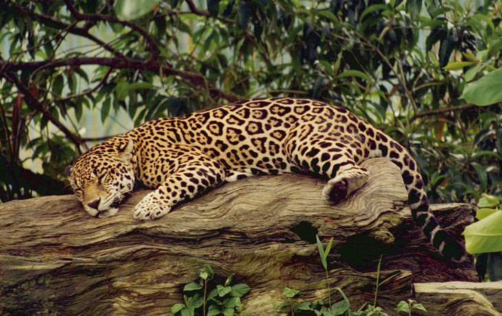 Jangada: Amazónica - Brasiliens gr. Naturparadiese