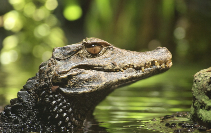 1000 Meilen auf dem Amazonas Manaus-Tabatinga