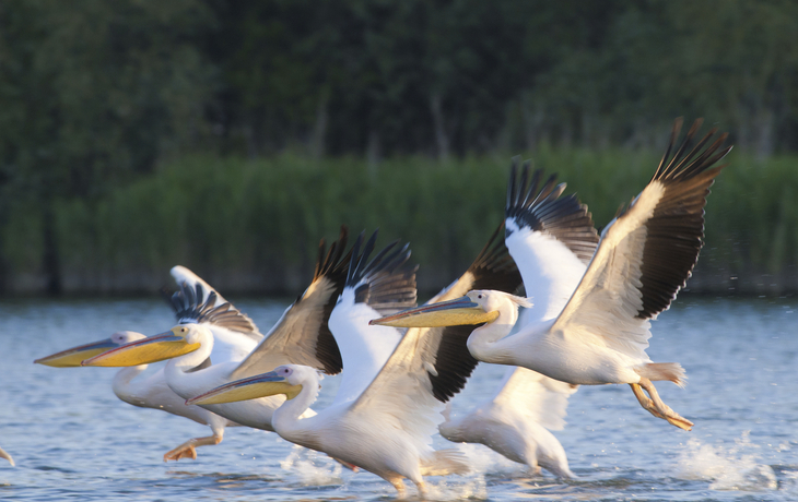 Pelikane im Donaudelta - © shutterstock_98077766