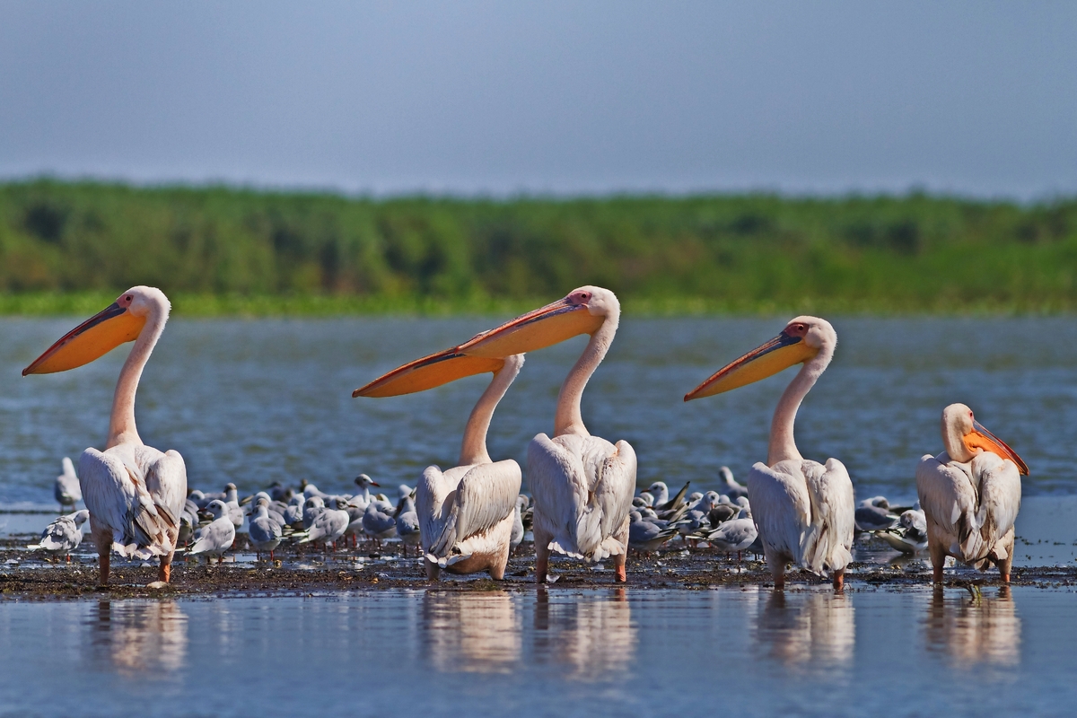 weiße Pelikane - © porojnicu - Fotolia