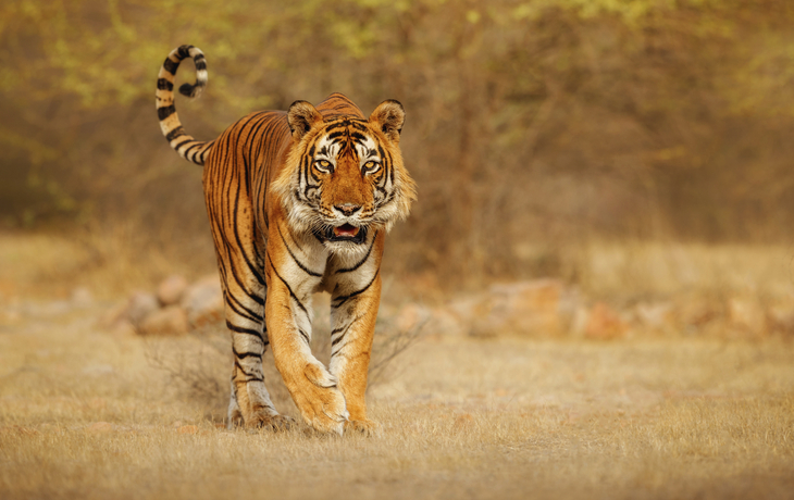 Mit RV Ganga Vilas Auf den Spuren des Bengal-Tigers von Kalkutta