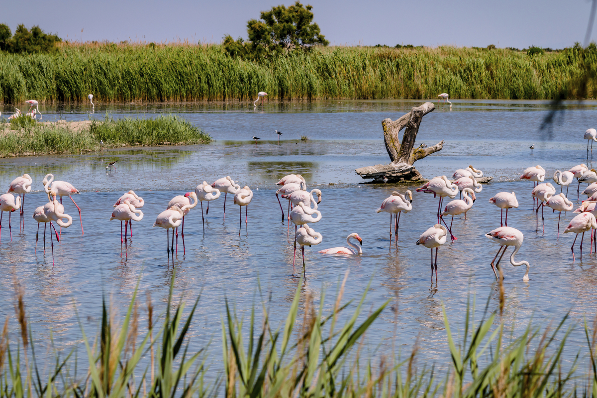 Flamingos, Camargue - © Gerald Villena - stock.adobe.com