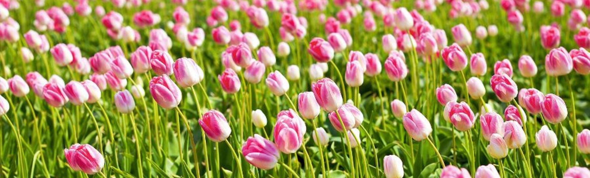 Tulpenfeld - © catolla - Fotolia