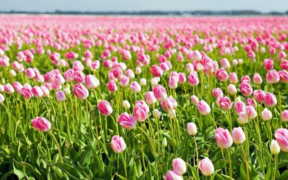 Tulpenfeld - © catolla - Fotolia