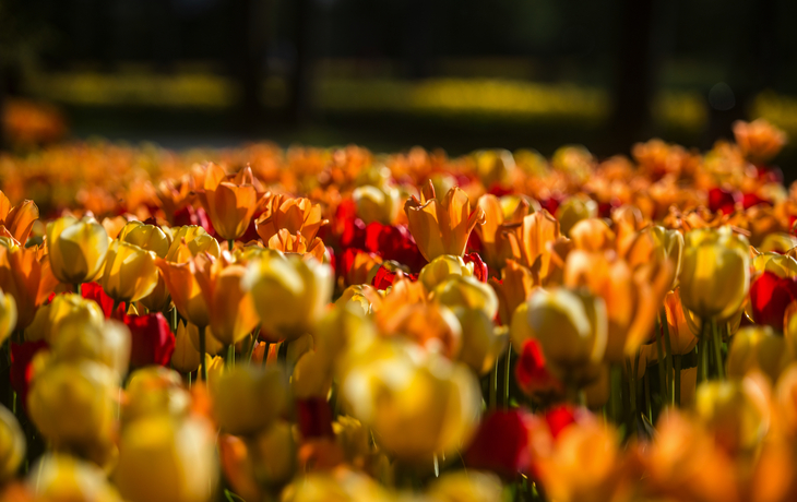 Tulpenfeld im Arboretum Vol?ji Potok - © Matic ?tojs Lomov?ek - stock.adobe.com