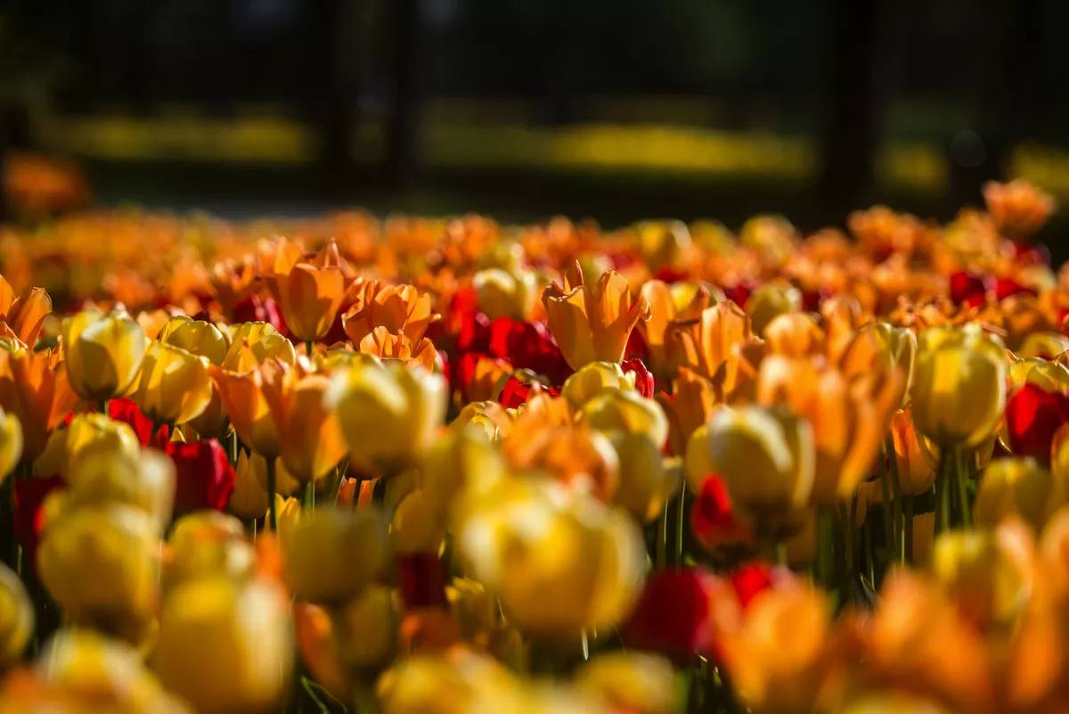 Tulpenfeld im Arboretum Vol?ji Potok - © Matic ?tojs Lomov?ek - stock.adobe.com