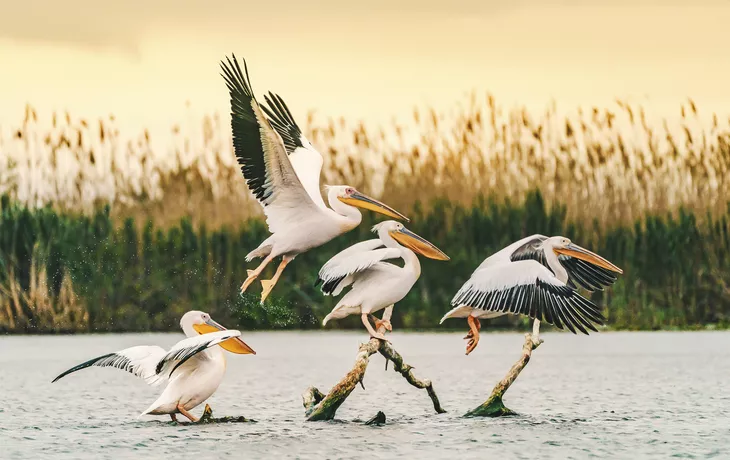 Donaudelta - © Getty Images/iStockphoto