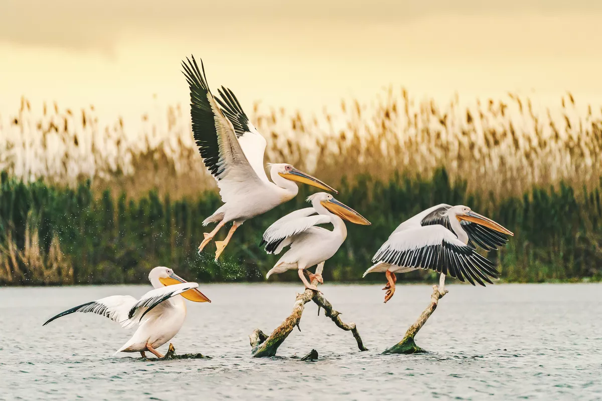 Donaudelta - © Getty Images/iStockphoto