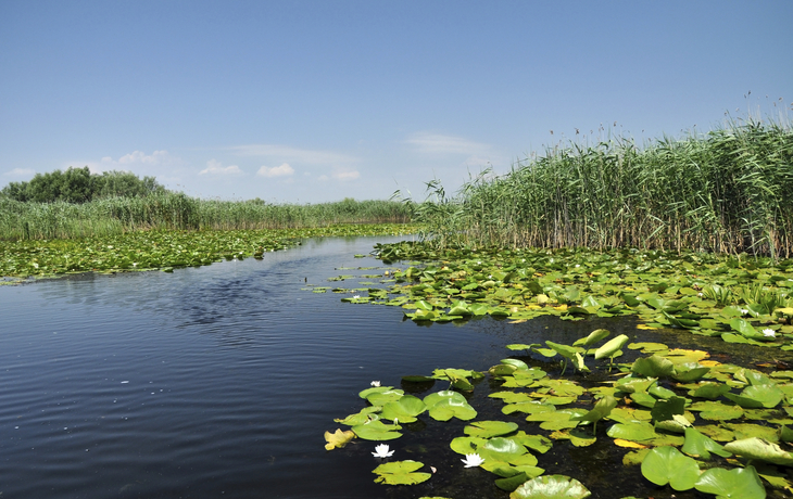 Wasserlandschaft Donaudelta - © Swamp vegetation