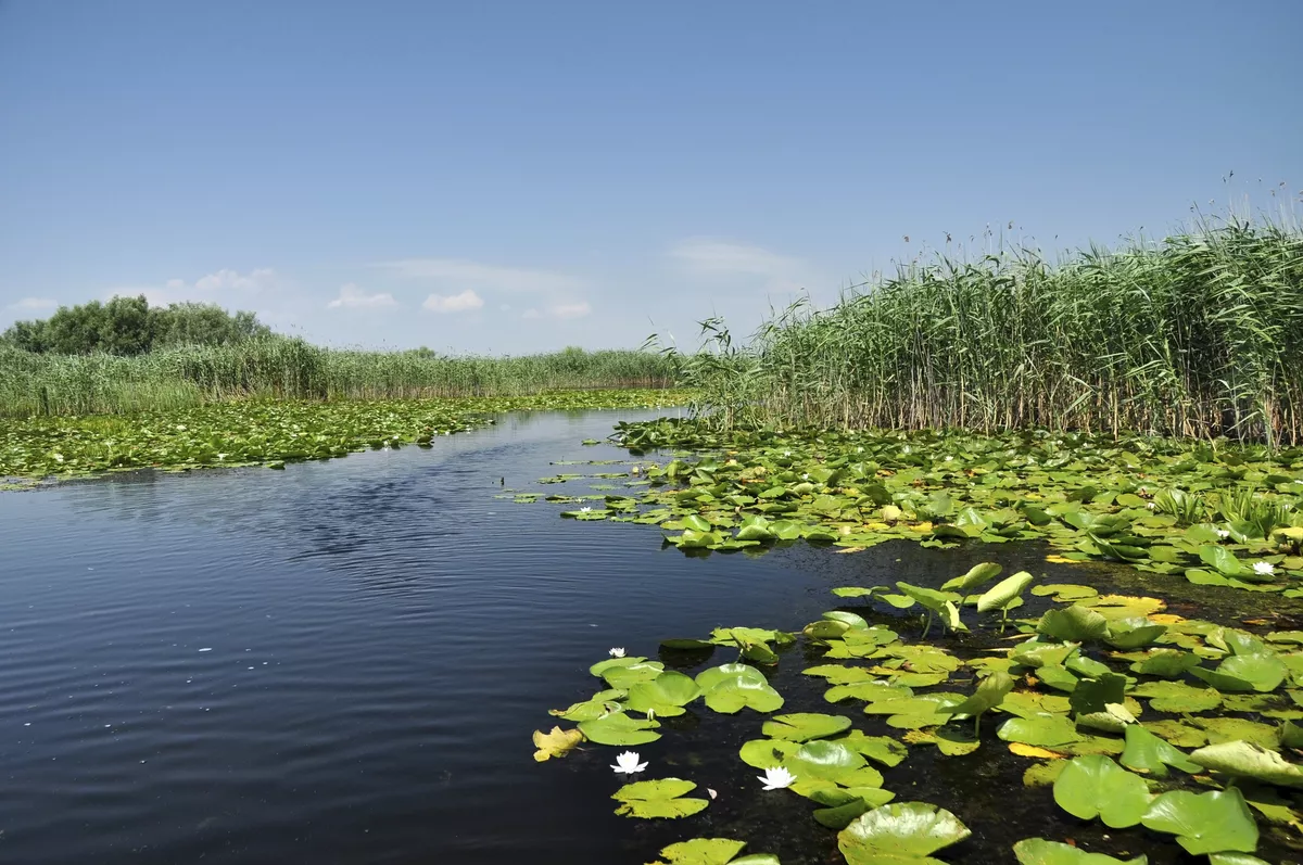 Wasserlandschaft Donaudelta - © Swamp vegetation