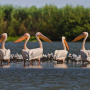 Pelikane im Donaudelta