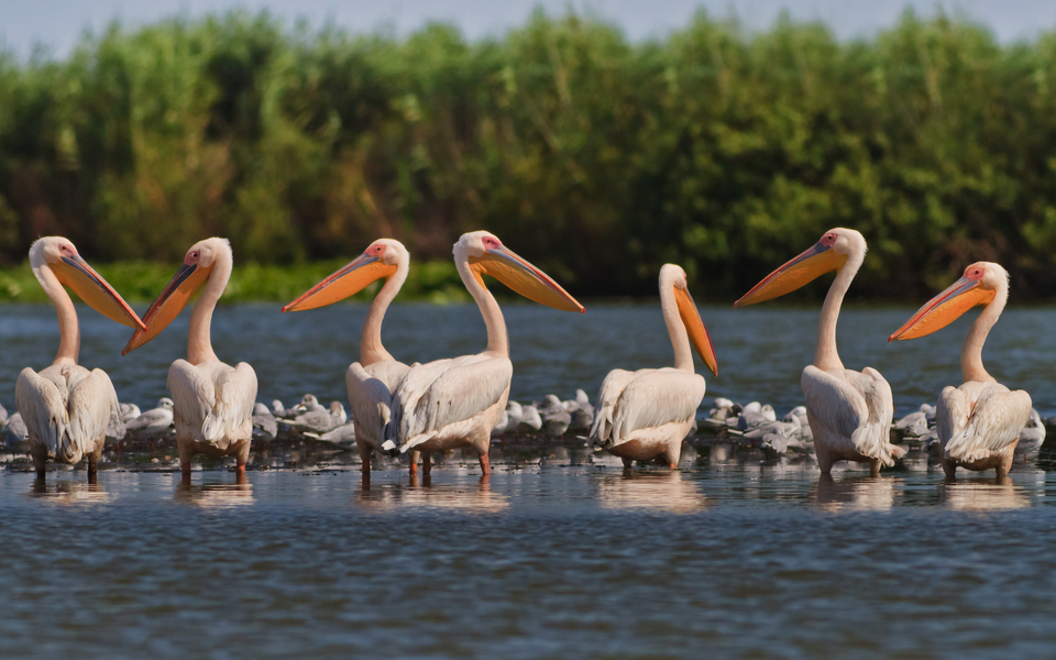 Pelikane im Donaudelta - ©porojnicu - stock.adobe.com