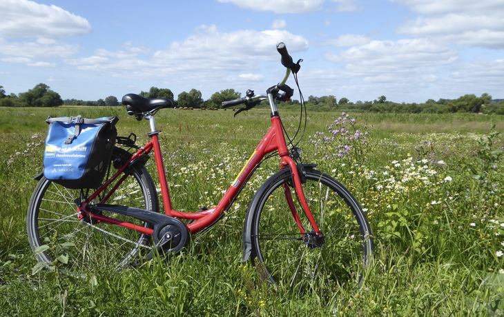 Vom Mosel-Radweg aus malerische Weinberge entdecken