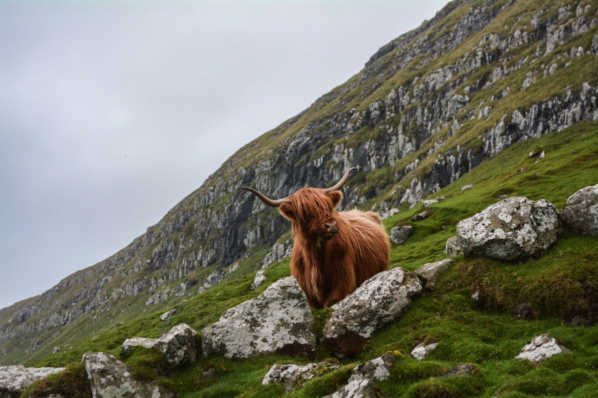 schottische Hochlandrinder